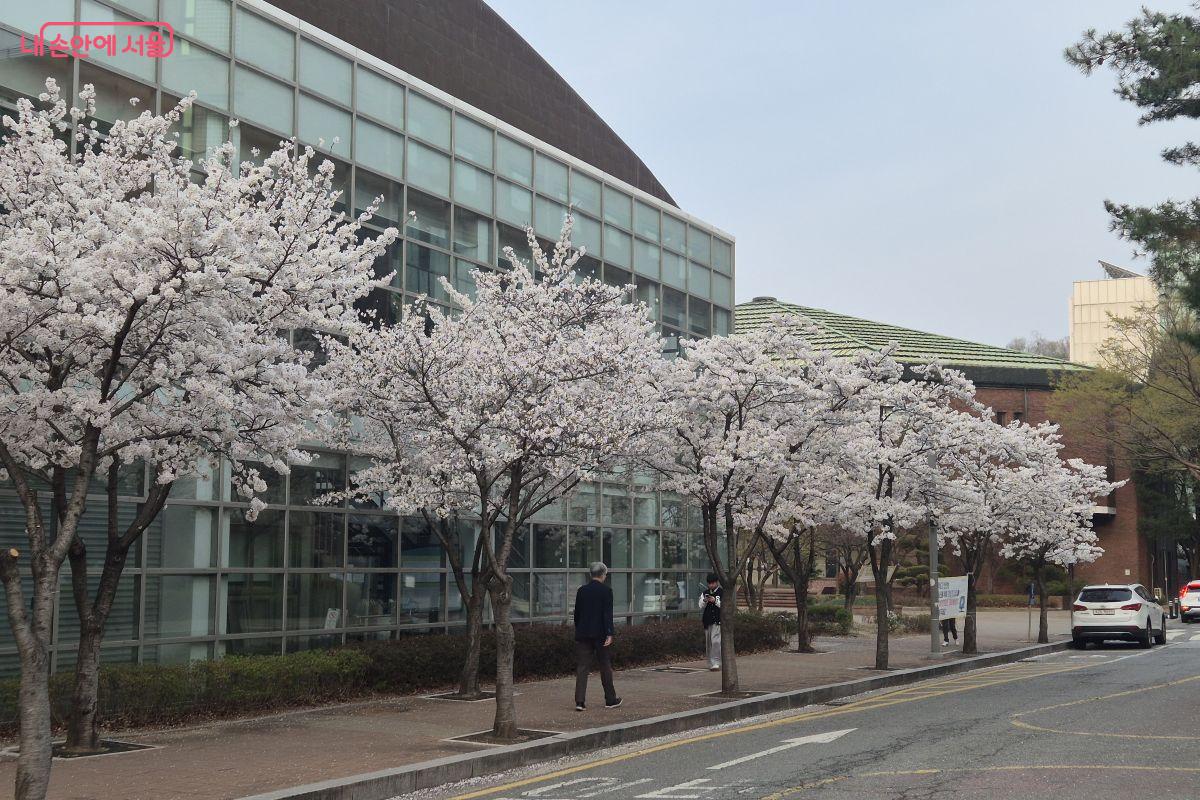 길을 따라 활짝 핀 벚꽃