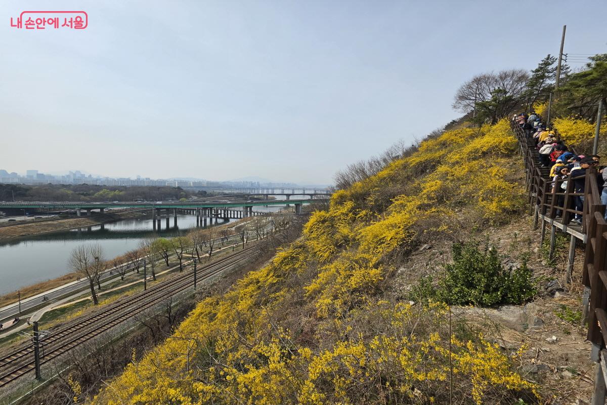 개나리가 만개한 응봉산.ⓒ조송연