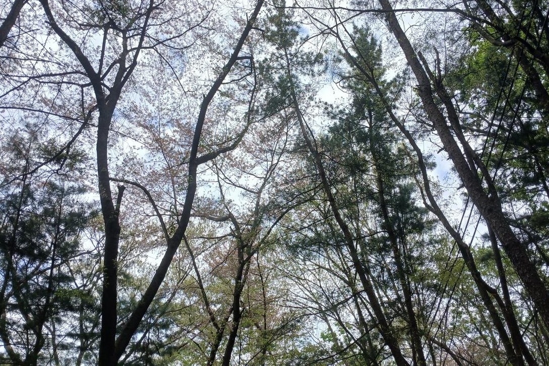 빠름을 내려놓고 느림을 즐겨보는 &lsquo;관악산 느린숲 산책단&rsquo; 체험