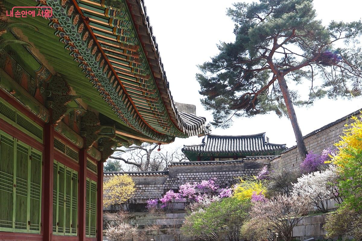 경춘전과 소나무, 그리고 진달래가 어우러진 한국적 미의 극치를 이룬다. &copy;이봉덕