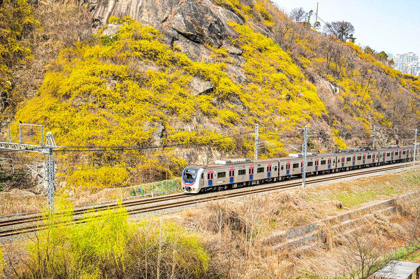 개나리 꽃밭이 눈부셔! 무조건 인생샷 건지는 응봉산 포토존은?