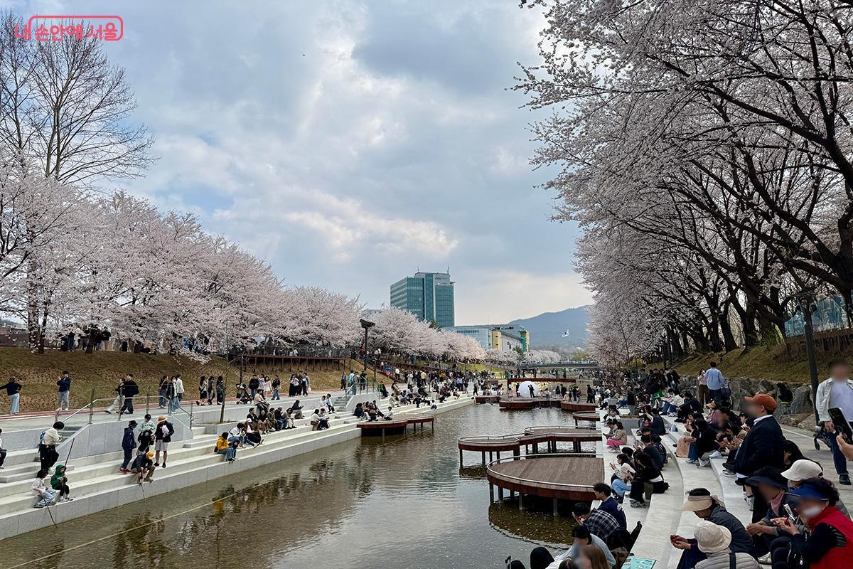 벚꽃이 만개한 모습이 아름다운 여의천 벚꽃길 풍경 ©김미정