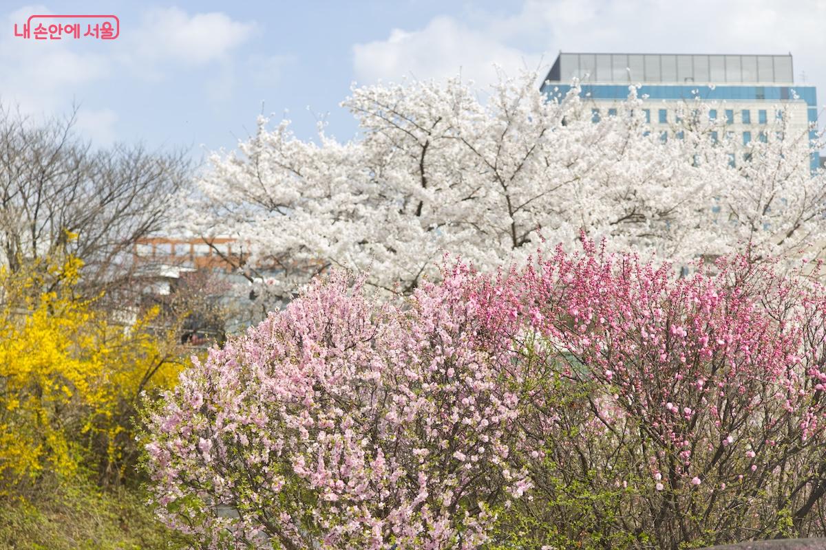 지난 주말은 최고의 날씨와 봄꽃의 향연이 펼쳐진 하루였다. &copy;서지희