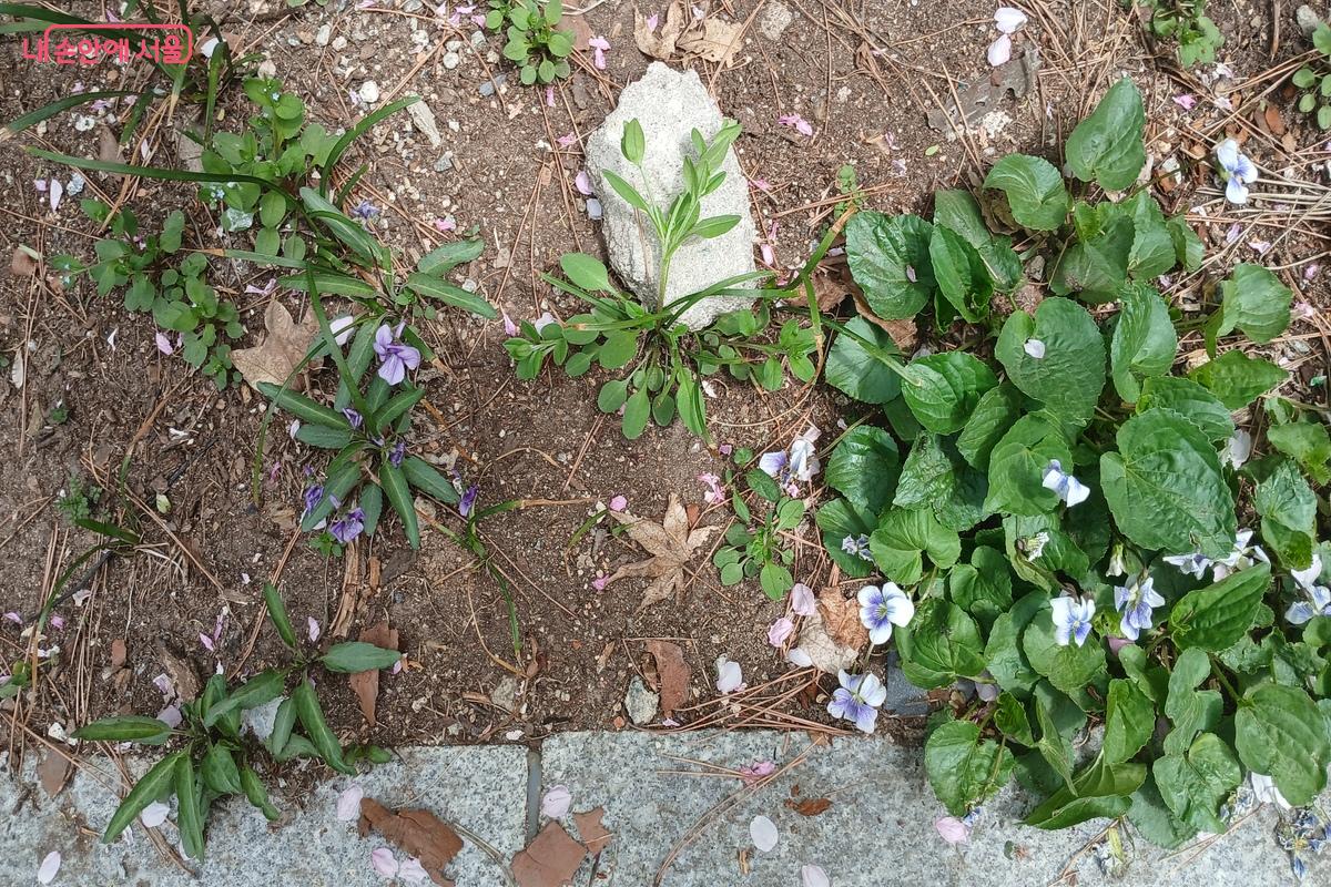 제비꽃과 종지나물 &copy;유지민