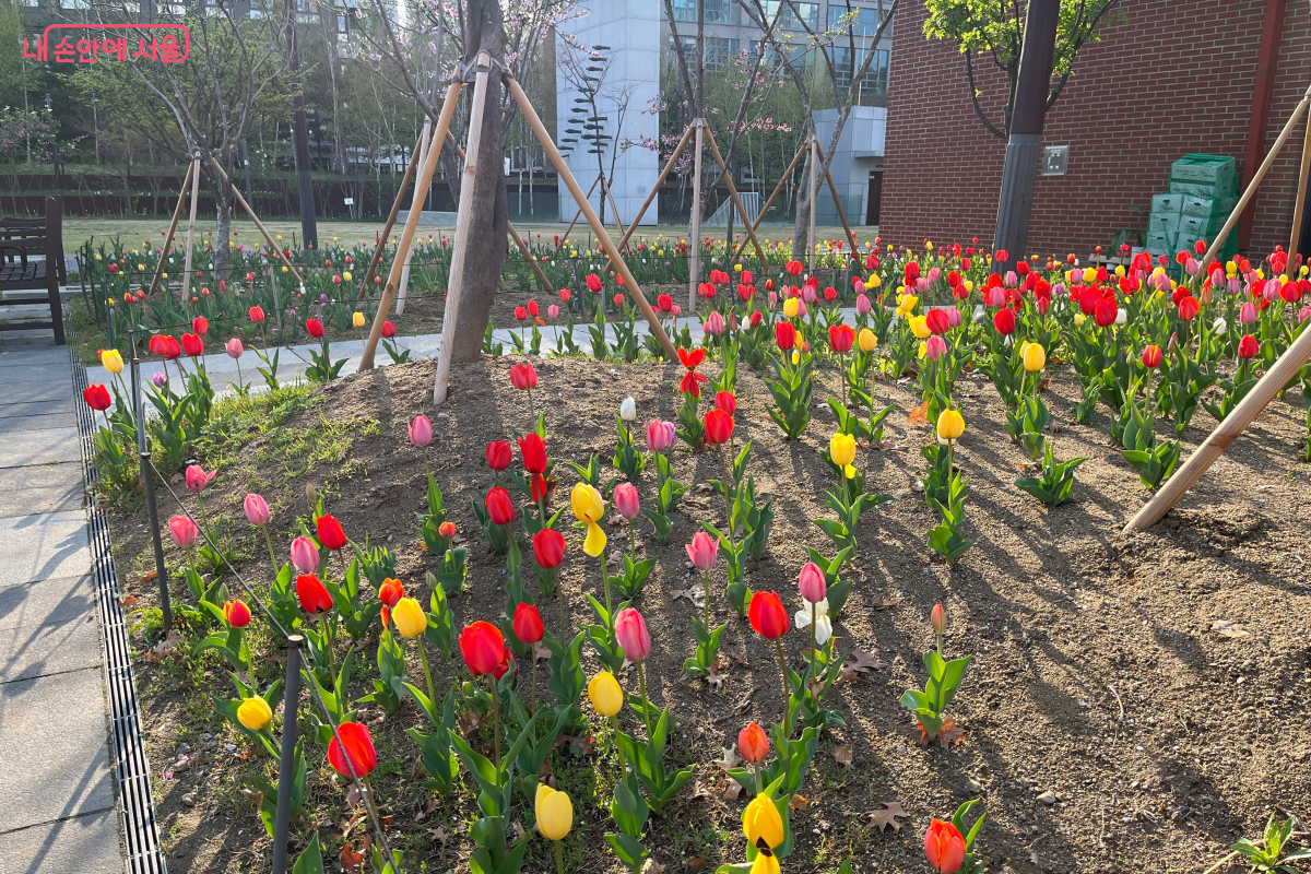 서소문역사공원에 핀 색색의 튤립 &copy;최세범