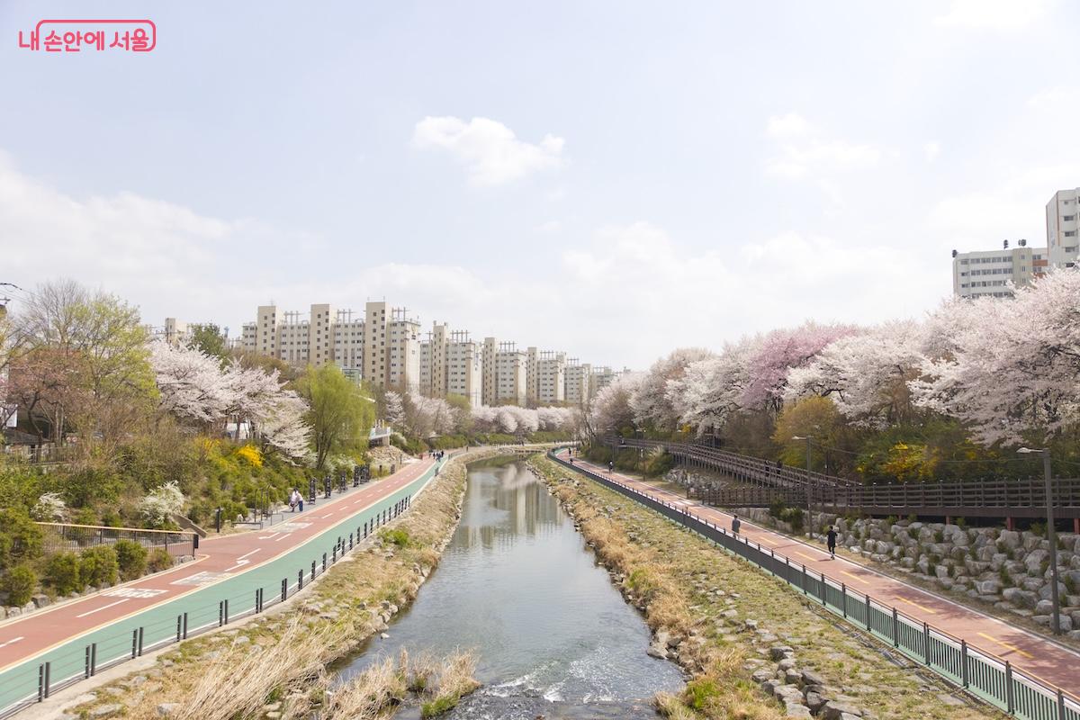 올해 봄 우이천변 벚꽃과 함께 노원우이마루가 금상첨화가 되어 주고 있다
