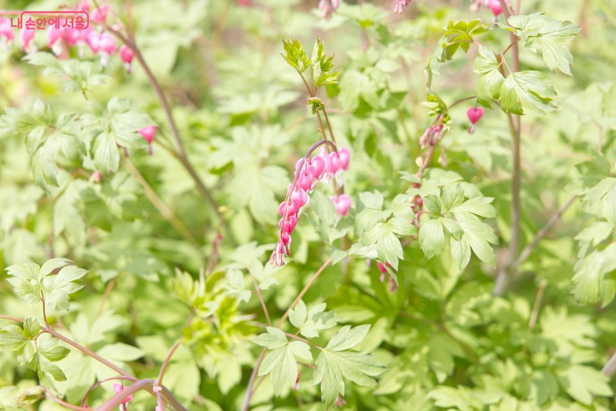 약용식물원에서 만난 예쁜 금낭화