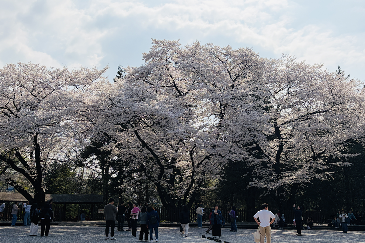 33년 만에 평일 개방&hellip;'홍릉숲'에서 즐기는 호젓한 봄의 시간
