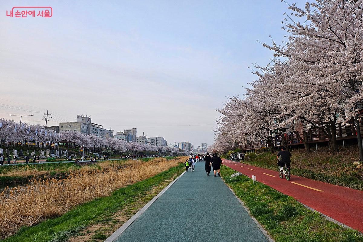 벚꽃산책길을 걷고 있는 시민들.ⓒ이정민