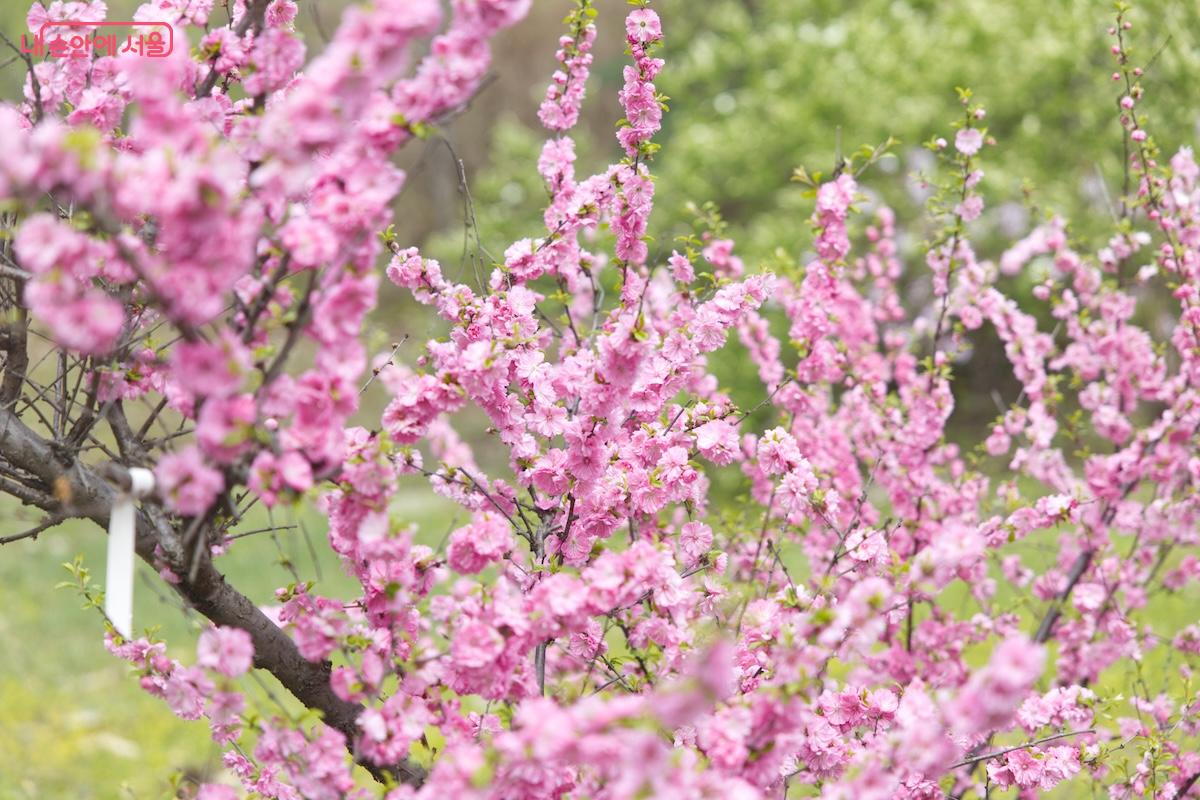 홍릉숲 산책로 곳곳에 예쁜 봄꽃들이 만개한 모습