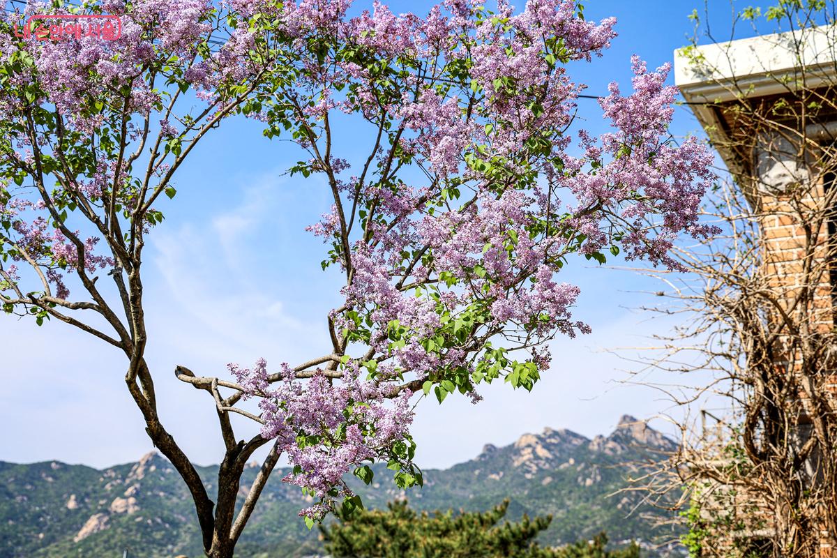 봄기운이 완연한 야외 정원에 라일락이 만개해 있다. &copy;박우영
