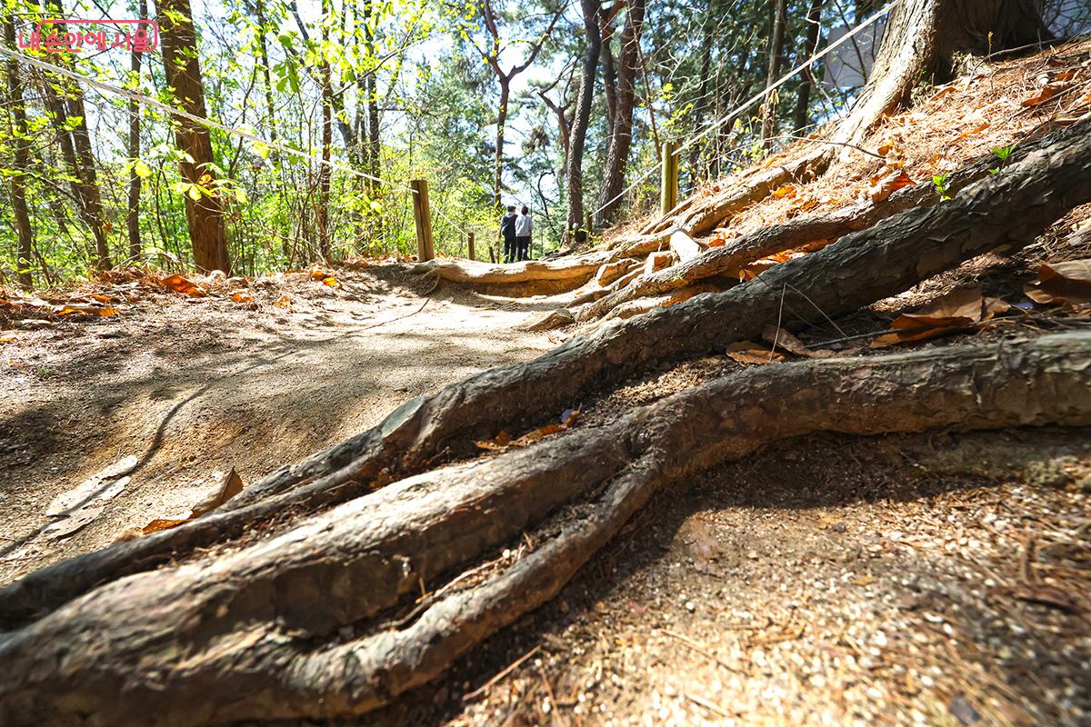 울창하고 깊은 숲을 연상시키는 홍릉숲길의 매력적인 산책 코스 &copy;김주연