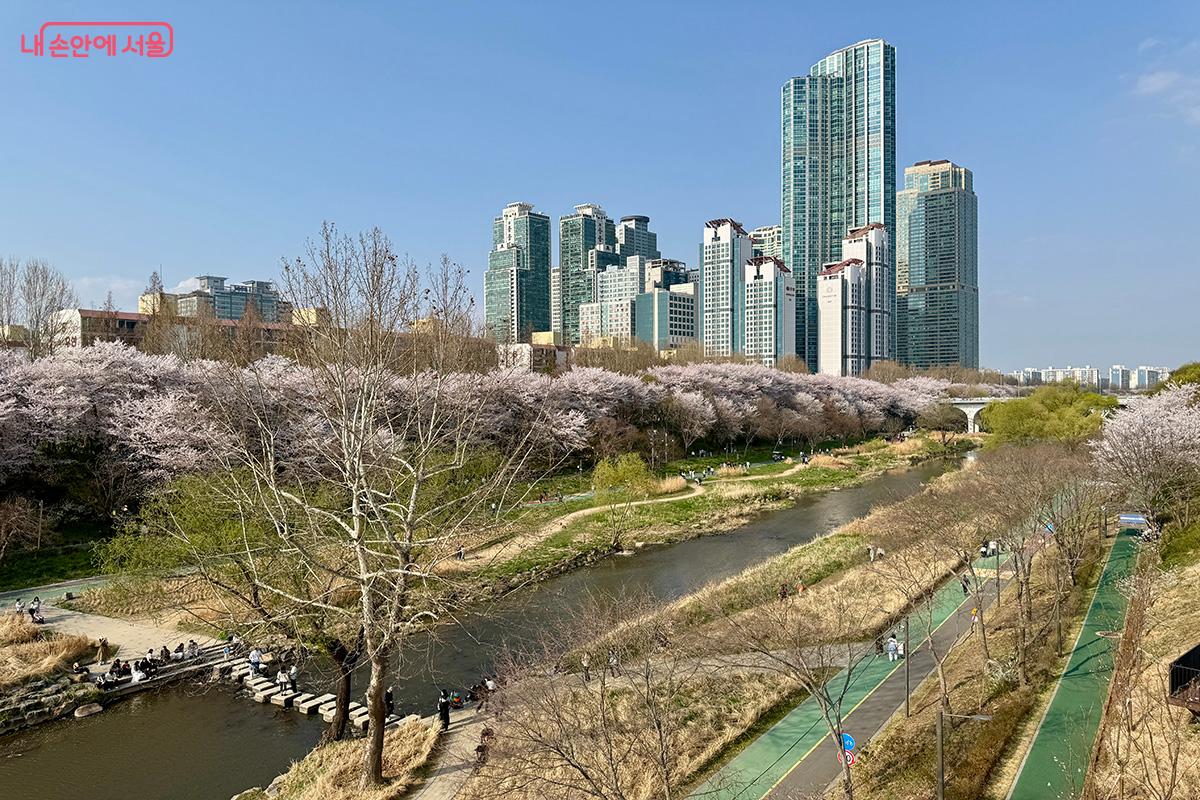 양재천수변문화쉼터 옥상 전망대에서 바라본 양재천 벚꽃 풍경(우측방향) ©김미정