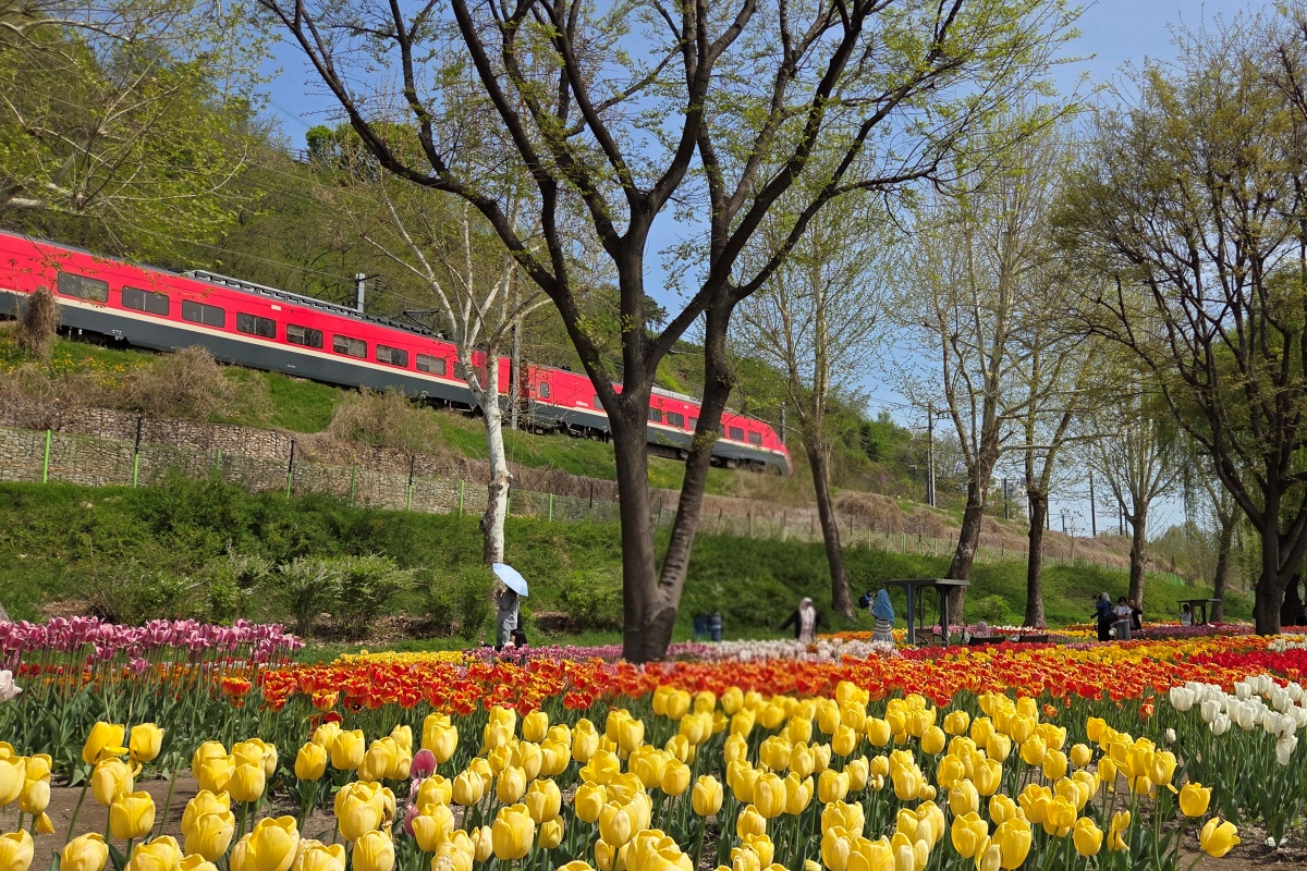 벚꽃 다음은 튤립, 중랑천에서 서울숲까지 꽃길 따라 걸어요!