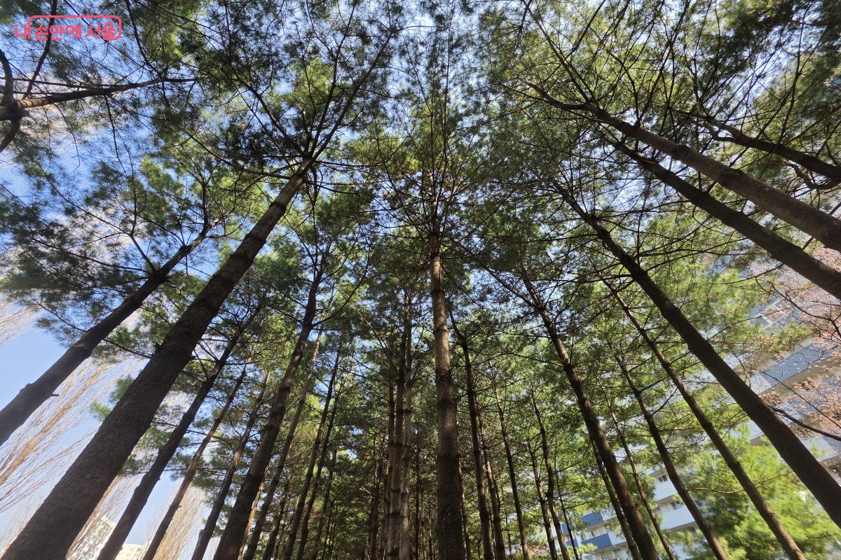 울창한 소나무가 반긴다.