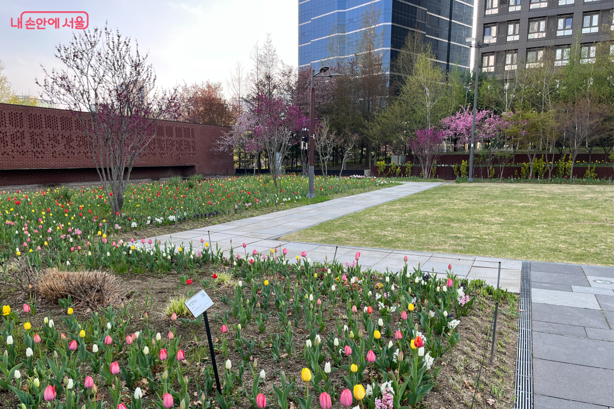 서소문역사공원에 핀 튤립 &copy;최세범