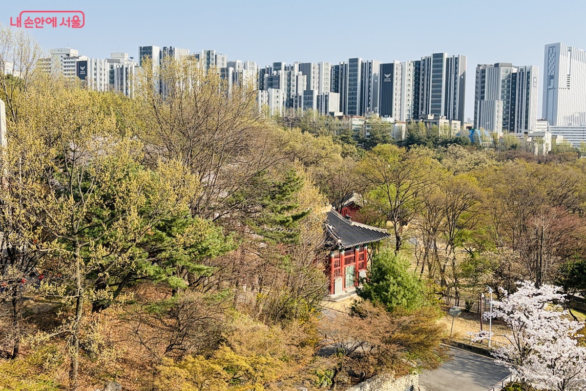 도심 아파트를 배경으로 보이는 홍릉숲 &copy;김경선