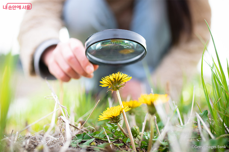 민들레에 관한 놀라운 과학적 발견이 있었다.