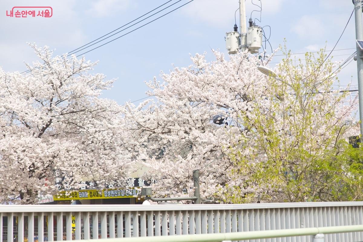 지난 주말 서울의 벚꽃 구경은 역대급 날씨와 함께 최고의 순간을 선사했다