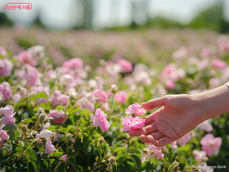 정원은 그 자체로 치유를 가능하게 하는 환경이다.