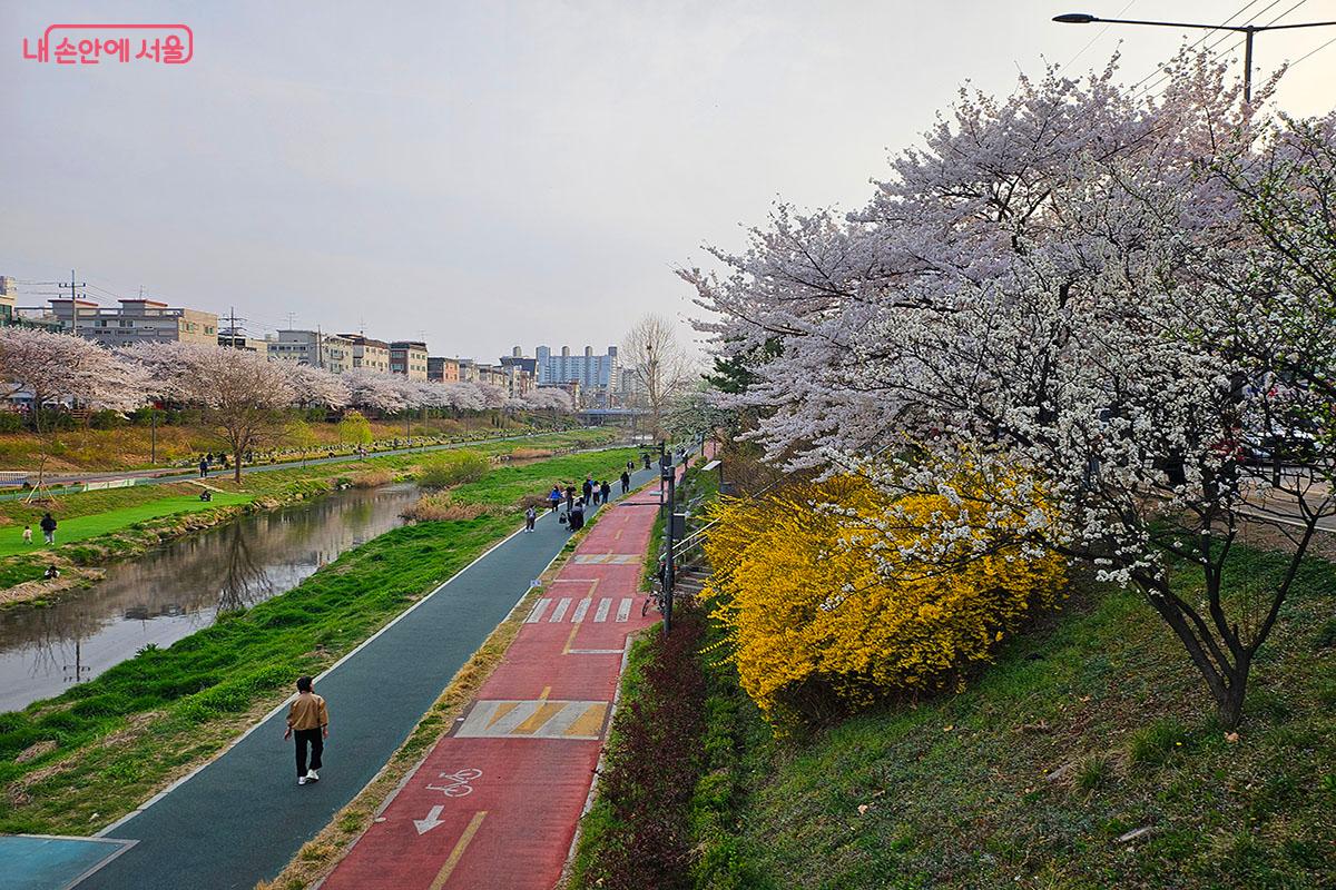 벚꽃, 개나리 등 다양한 봄꽃이 핀 불광천.ⓒ이정민
