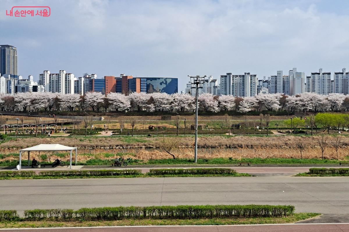 안양천 벚꽃이 흐드러지게 피어 있는 전경 &copy;홍지영