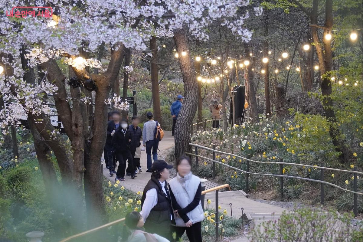 새롭게 정비된 넓은 산책로를 따라 올라가는 사람들과 내려가는 사람들의 물결이 부딪힘 없이 매끄럽게 흐릅니다. 좁은 길에서 멈춰 서서 기다릴 필요 없이, 각자의 보폭에 맞춰 여유롭게 꽃구경을 즐길 수 있는 쾌적한 보행 환경입니다.
