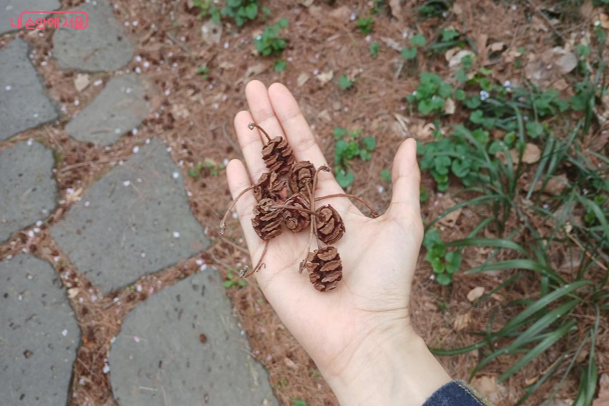 열매 줍기 체험 &copy;유지민