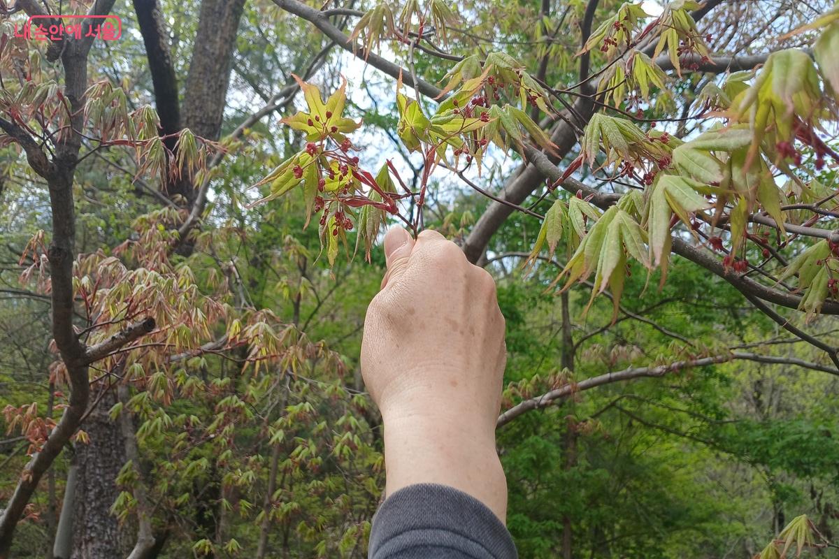 청단풍 단풍나무에 대해 설명을 들을 수 있다. &copy;유지민