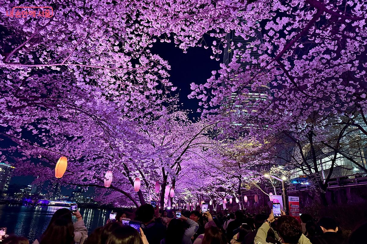 석촌호수 동호, 핑크빛 조명이 더해진 야경 벚꽃 풍경 ©김미정