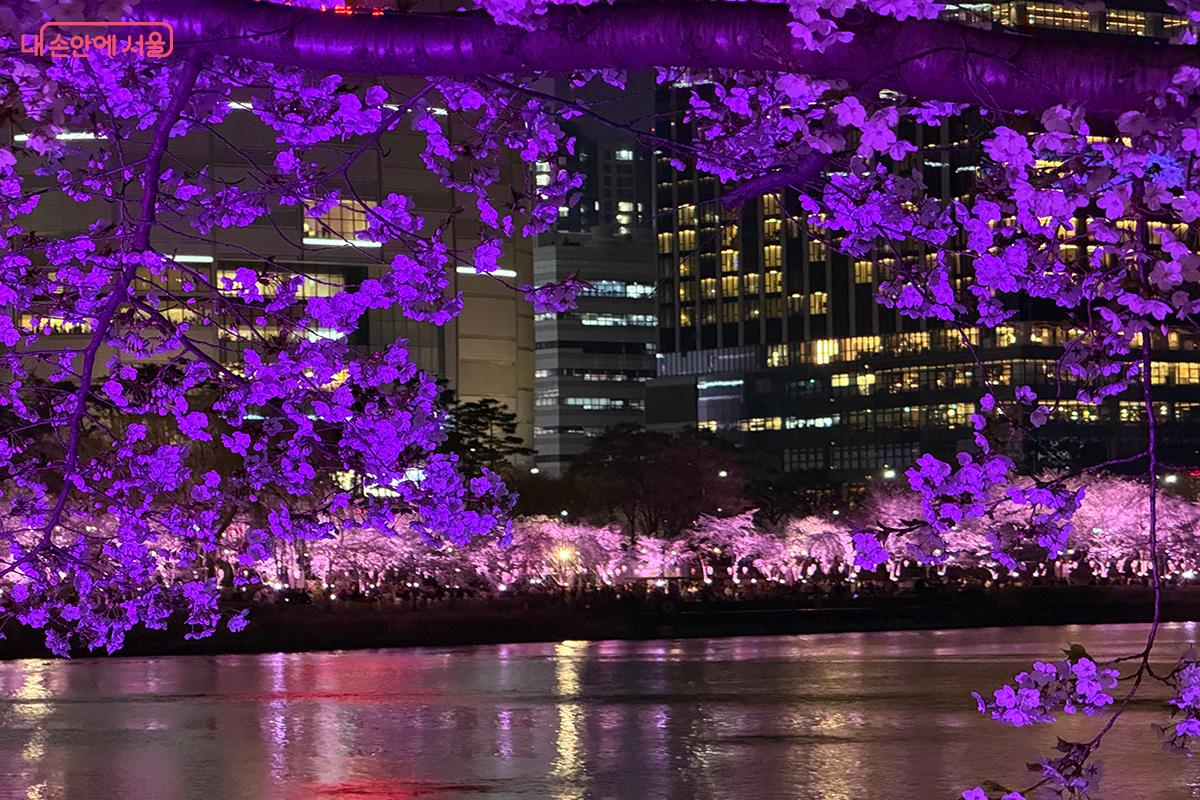 호수 위 반짝이는 물빛과 벚꽃이 만들어낸 봄의 풍경 ©김미정