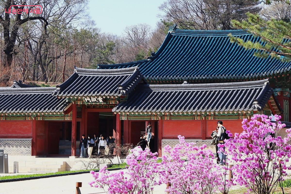 선정전의 푸른 기와와 분홍빛 진달래가 대비를 이루며 창경궁만의 다정함을 전한다. &copy;이봉덕