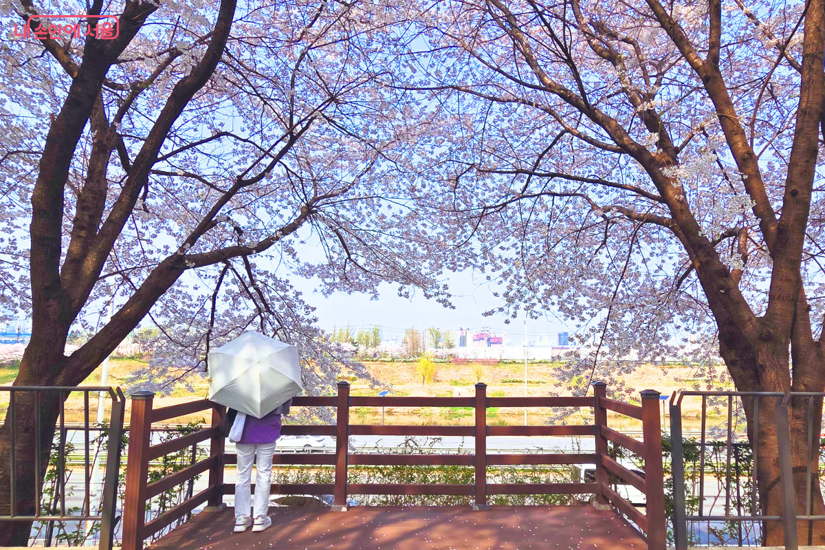 양옆으로 거대한 벚나무가 가지를 뻗어 아치형 프레임을 만든 나무 데크 전망대다. 흰색 바지와 보라색 상의를 입은 시민이 하얀색 양산을 쓴 채 나무 울타리 너머 중랑천과 건너편 도심 풍경을 가만히 응시하고 있다. 바닥에는 하얀 벚꽃 잎들이 흩뿌려져 있으며, 수만 송이의 벚꽃이 하늘을 메운 평화로운 오후의 정취가 담겨 있다.