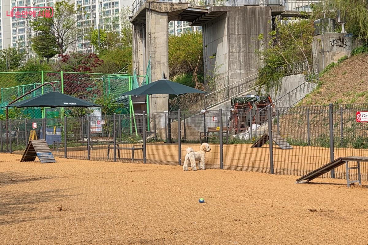 안전하게 보호자와 함께 쉴 수 있는 '반려견 함께쉼터' &copy;김미선