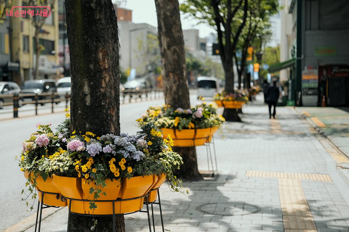 서울숲 가는 길, 올해 서울시 컬러인 '모닝옐로우' 색상 화단 속 수국이 반겨준다. ©김아름