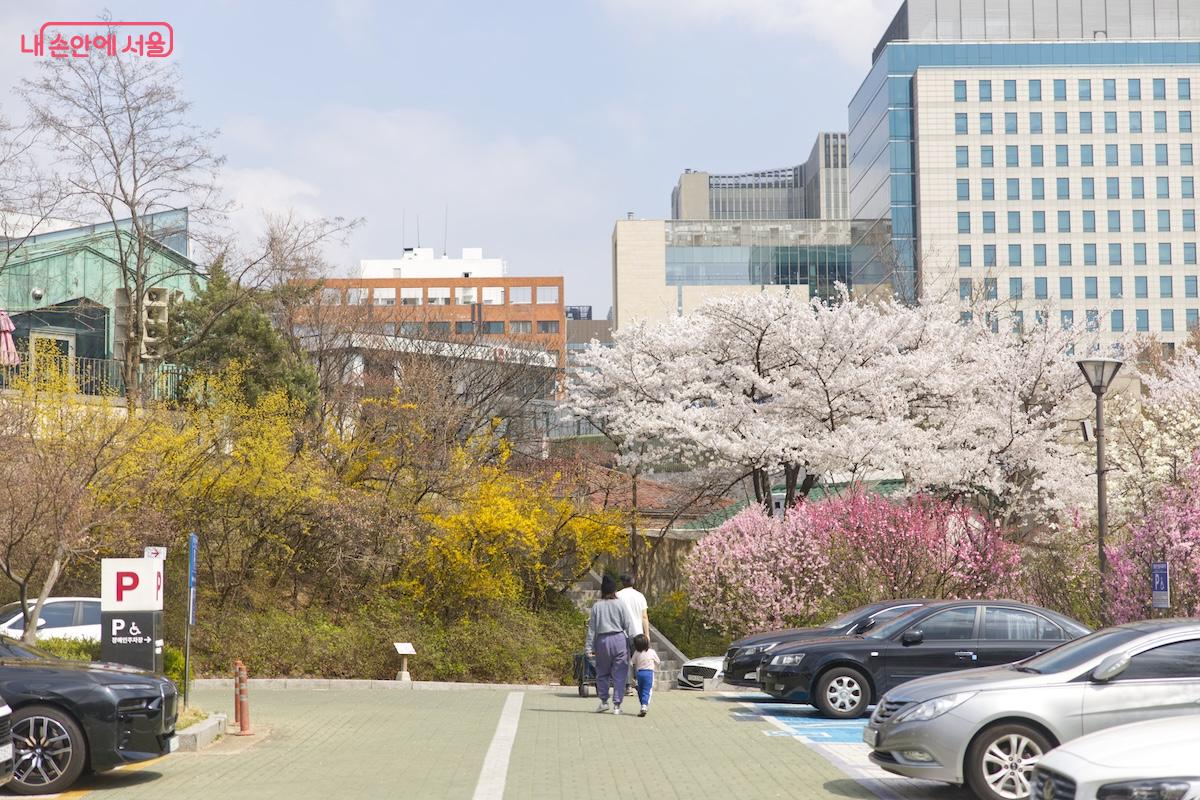 서울역사박물관 주변이 봄꽃 명소라는 조언을 듣고 방문했다. &copy;서지희