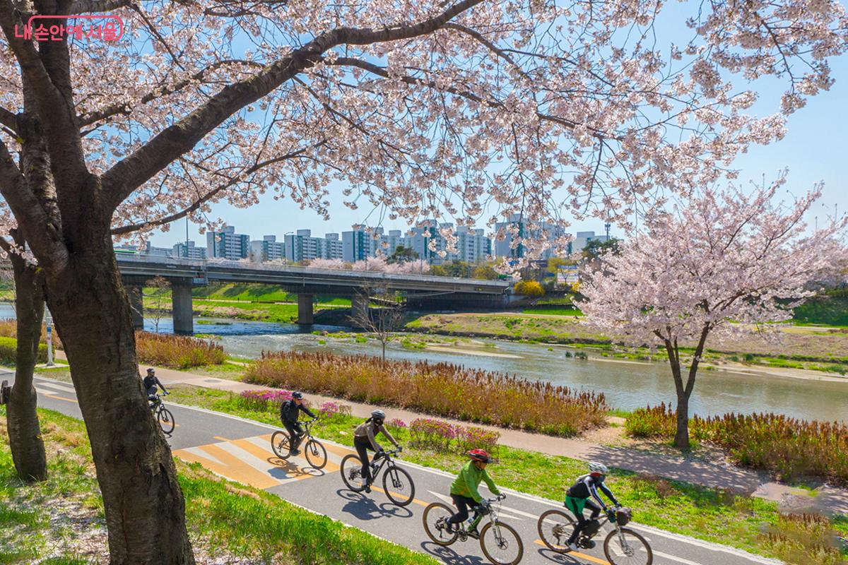 벚꽃과 천변풍경을 즐기며 자전거 타는 시민들 ⓒ박상현