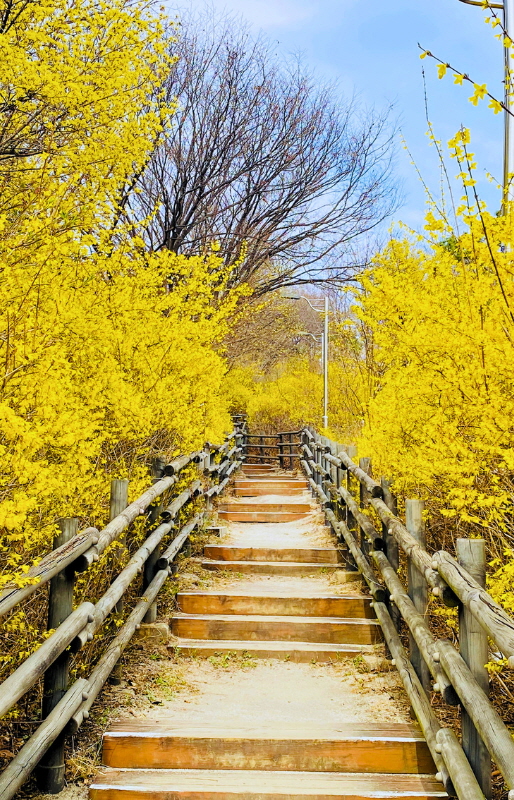 지금 놓치면 1년을 기다려야 해! '개나리 만개' 응봉산 즐기는 TIP