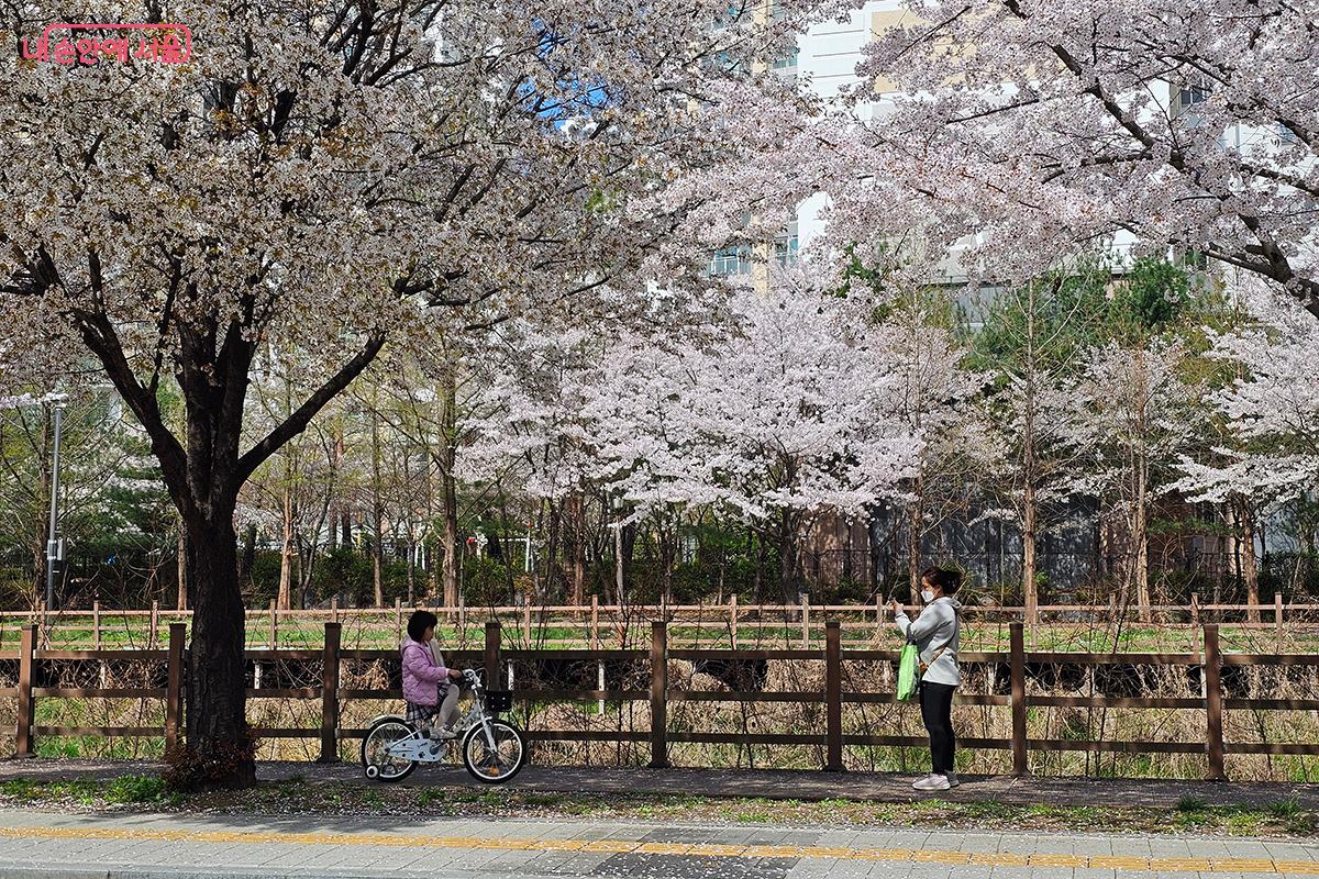 장지천 벚꽃길을 걷다 보면 마음속에 쌓여 있던 근심은 어느덧 사라지는 것 같다. ©이혜숙