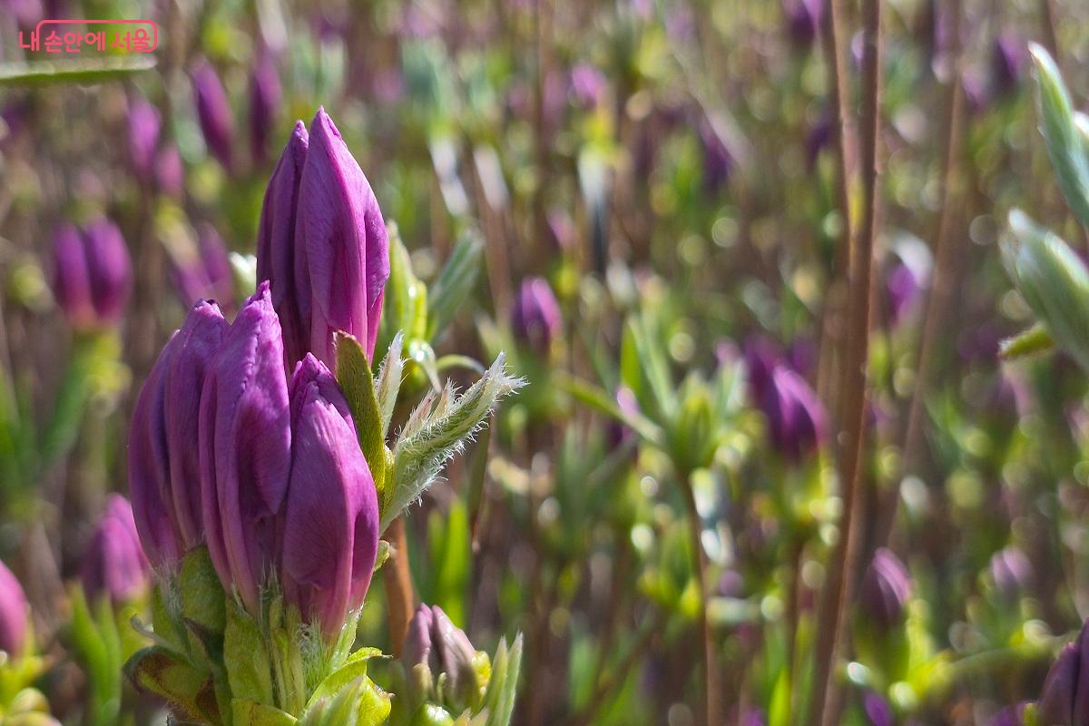  철쭉제가 시작되는 4월 16~26일에는 충분히 만개한 철쭉을 감상할 수 있을 듯하다. ⓒ권수진