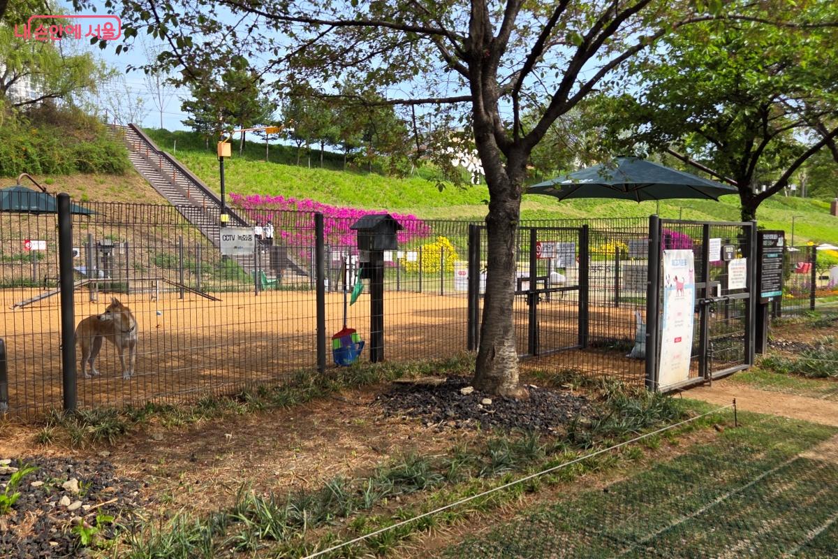 대형견과 소형견으로 구분해 이용할 수 있는 &lsquo;반려견 함께쉼터&rsquo; &copy;김미선