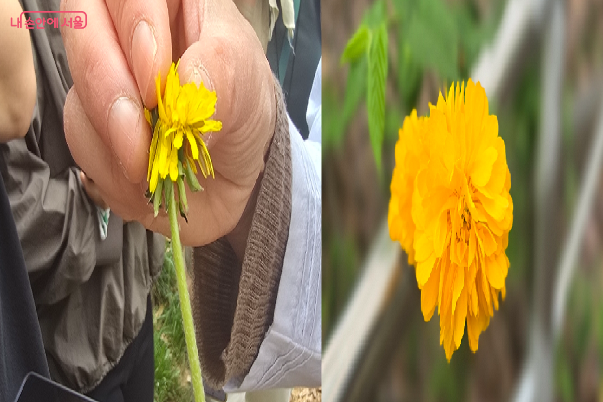 서양민들레가 이렇구나! 피어도 예쁘고 져도 예쁜 꽃 &copy;최윤정