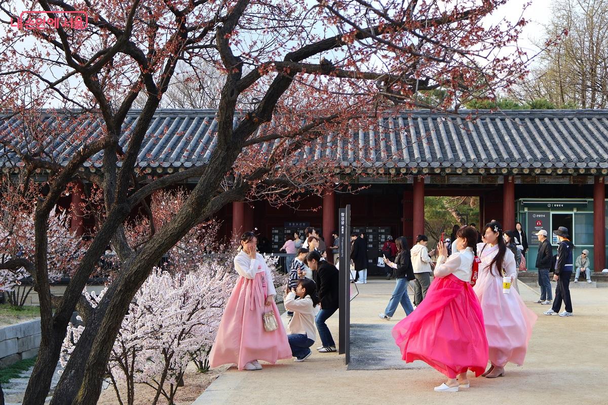 창경궁 홍화문 옥천교, 만개한 매화 아래 한복 입은 관람객들의 웃음소리가 가득하다. &copy;이봉덕