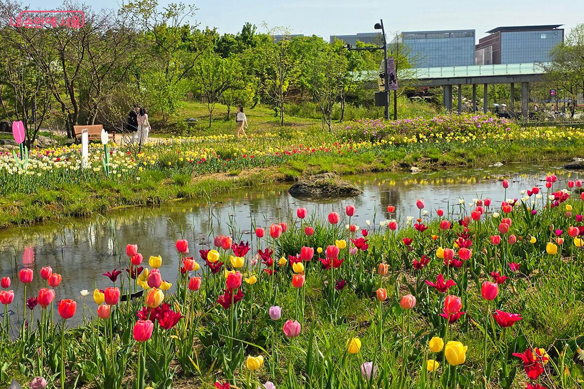 봄을 맞아 만개한 화려한 튤립 &copy;이정민