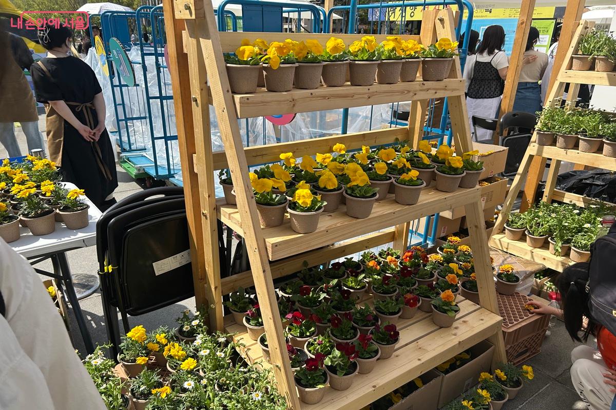 재활용품을 내고 메리골드, 팬지, 마가렛 등 봄꽃을 선택해 가져갈 수 있었다. &copy;백진숙