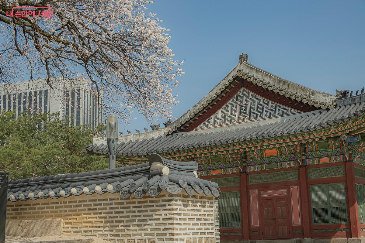 덕수궁에 살구나무가 매력을 뽐내고 있다. &copy;김지연