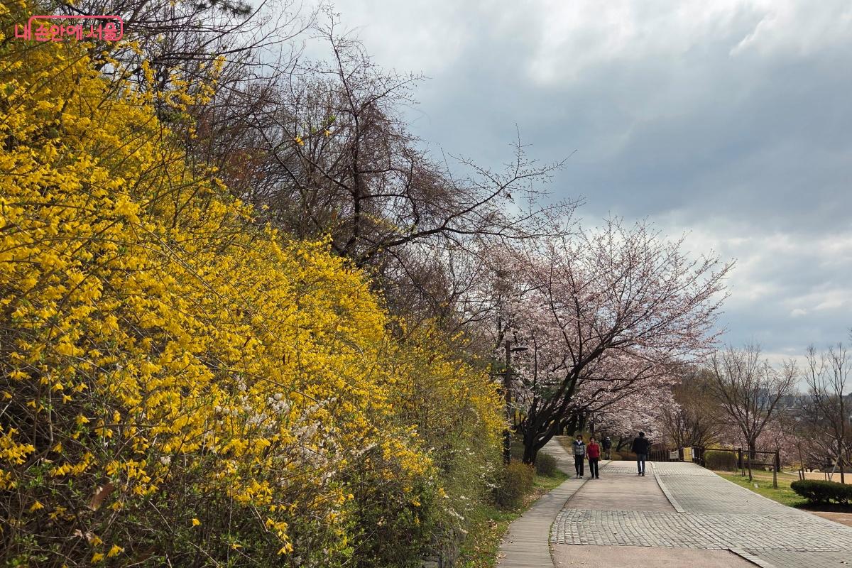 개나리꽃은 노란 물감을 뿌려 놓은 듯했다. &copy;김미선