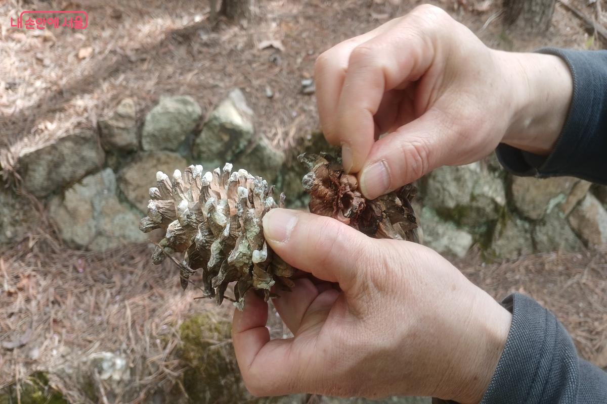 잣 열매에 관한 설명을 들었다. &copy;유지민