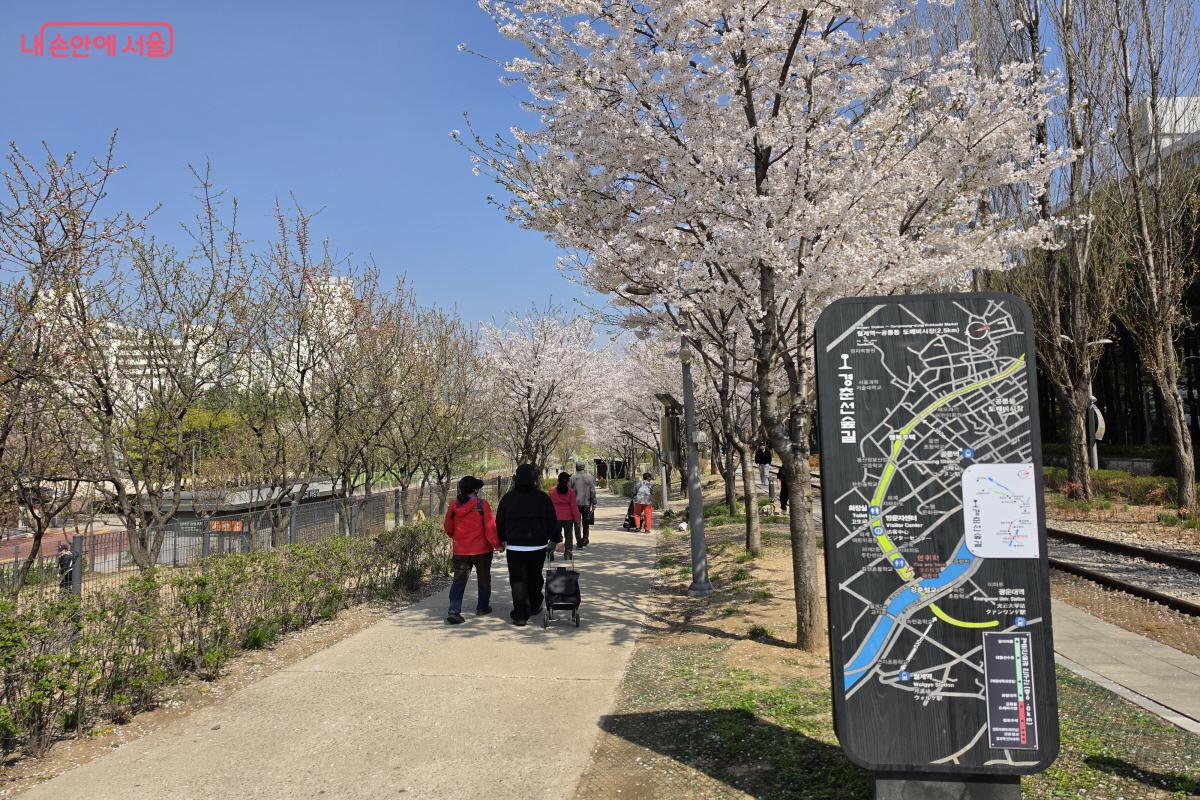 벚꽃이 만개한 경춘선 숲길 ⓒ심재혁