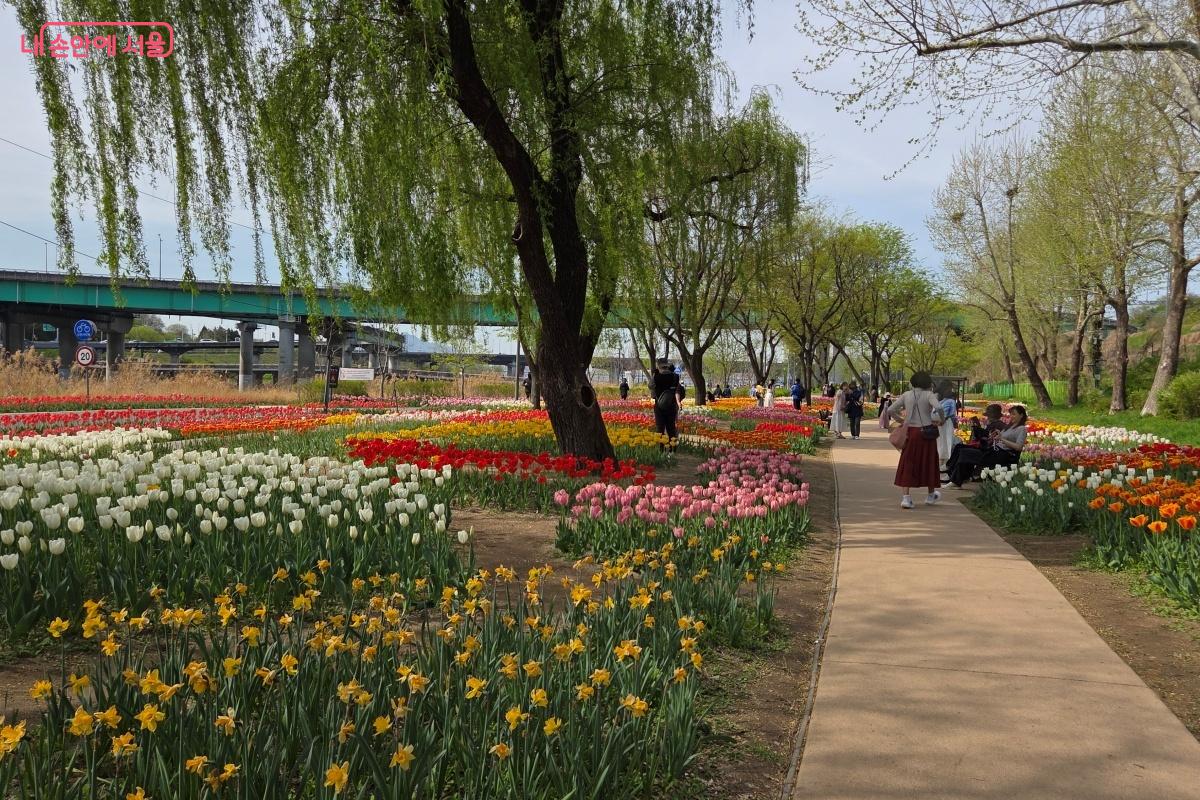 튤립이 가득한 용비쉼터정원을 즐기기 위해 방문한 시민들이 많다. &copy;김미선